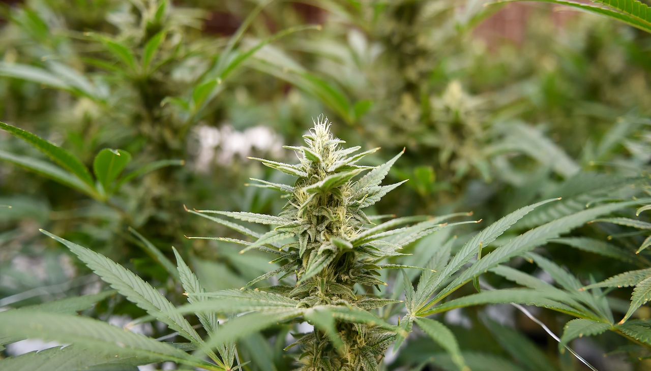 The discussion over medical and recreational marijuana in Pennsylvania continues. Photo: Susan L. Angstad / MediaNews Group / Reading Eagle via Getty Images.