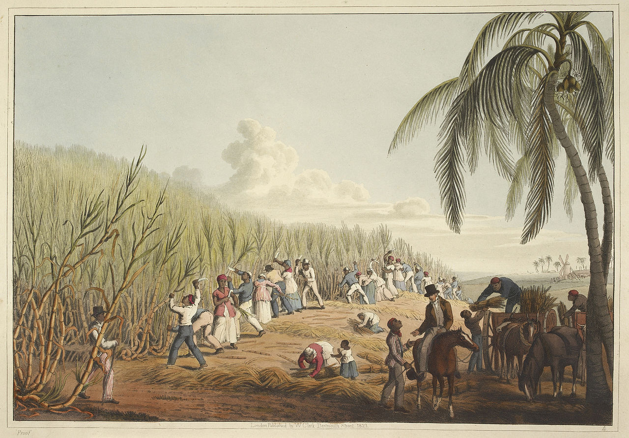 Slaves cutting the sugar cane. 1823. Source: William Clark/Wikimedia Commons