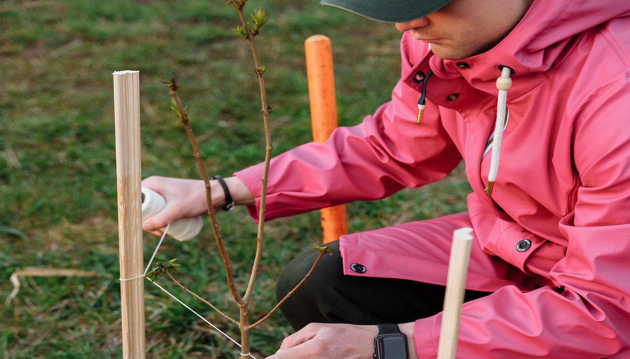 Habitat for Humanity's tree-planting effort will kick off the Saturday following Earth Day. Photo: Pexels.