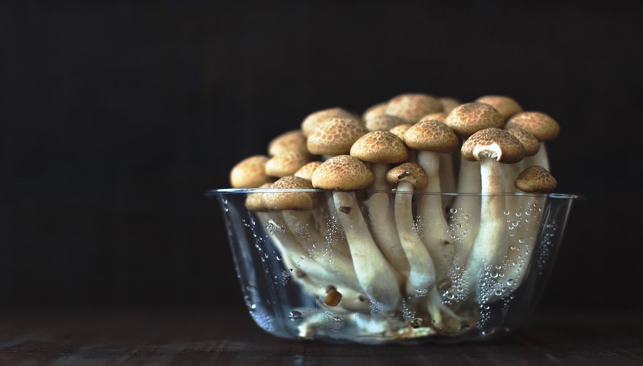 Oregon is researching Indigenous uses of mushrooms to inform a new therapeutic effort using psilocybin. Photo: Unsplash