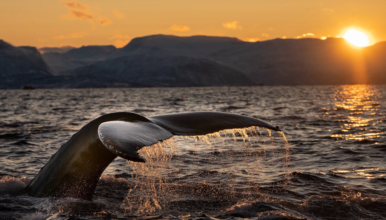 Whale Watching Season is on in Colombia.