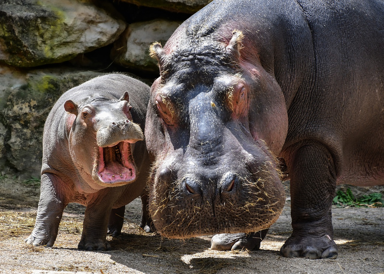 The hippopotamus is invasive not only because it is native to sub-Saharan Africa, but also because it has a large size, consumes vegetation on a large scale and in Colombia there are no natural predators to limit it.