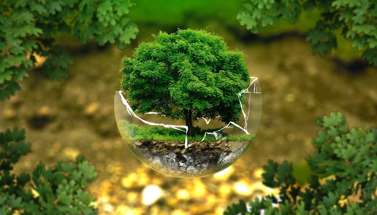 Image to illustrate Arbor Day.