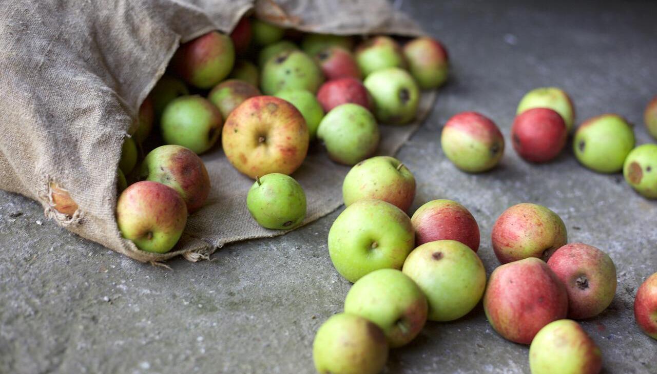 Bag of apples on the floor. 