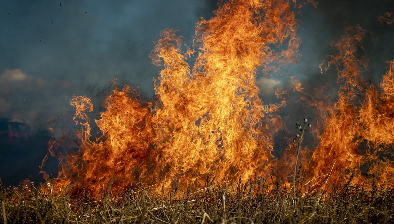 Wildfire on a forrest.