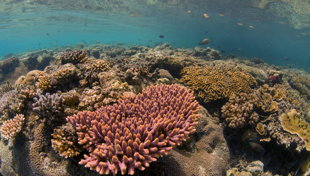 The Coral Triangle.