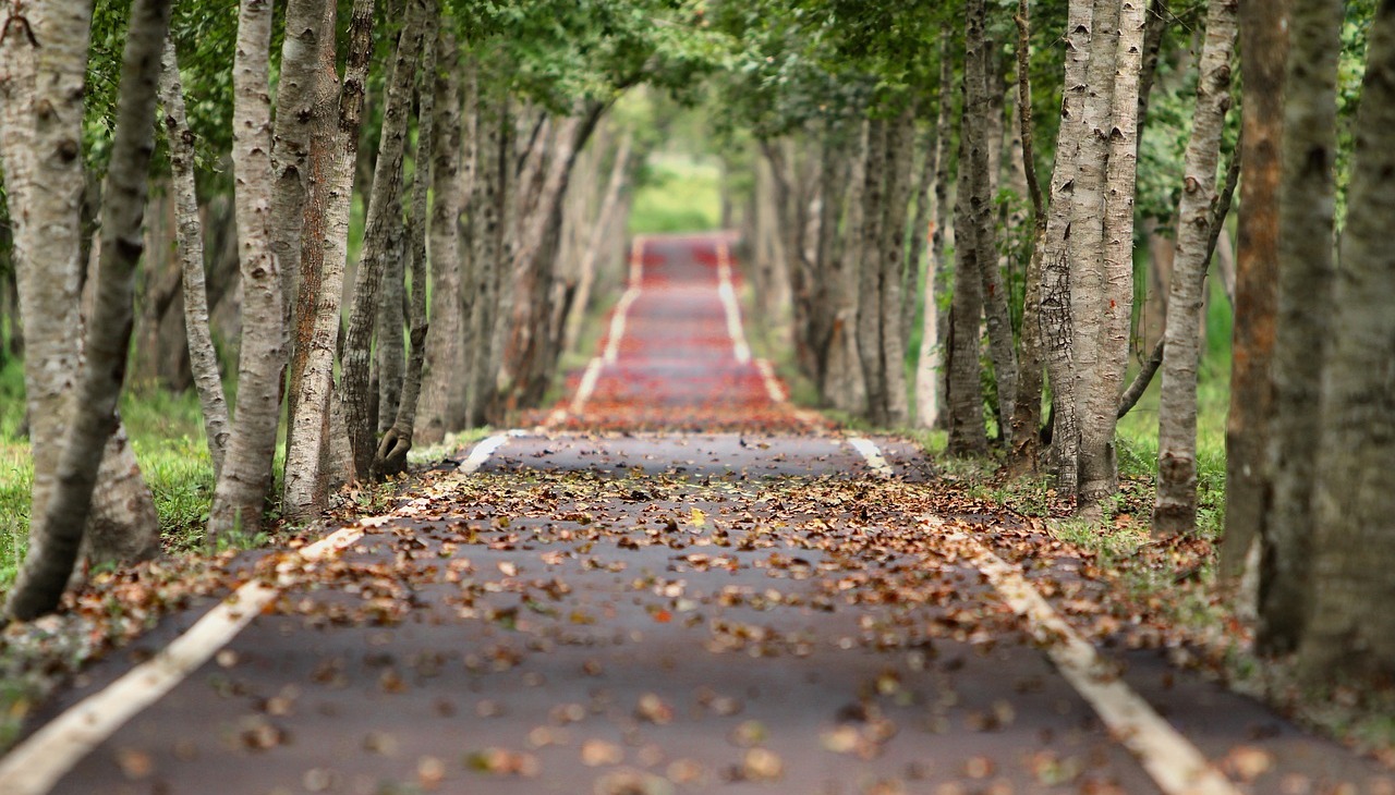 Walking urban path surrounded by trees.