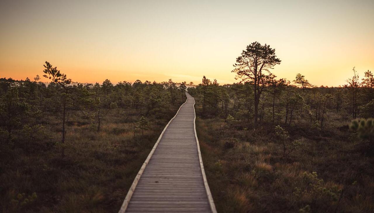 Path through a forrest. 