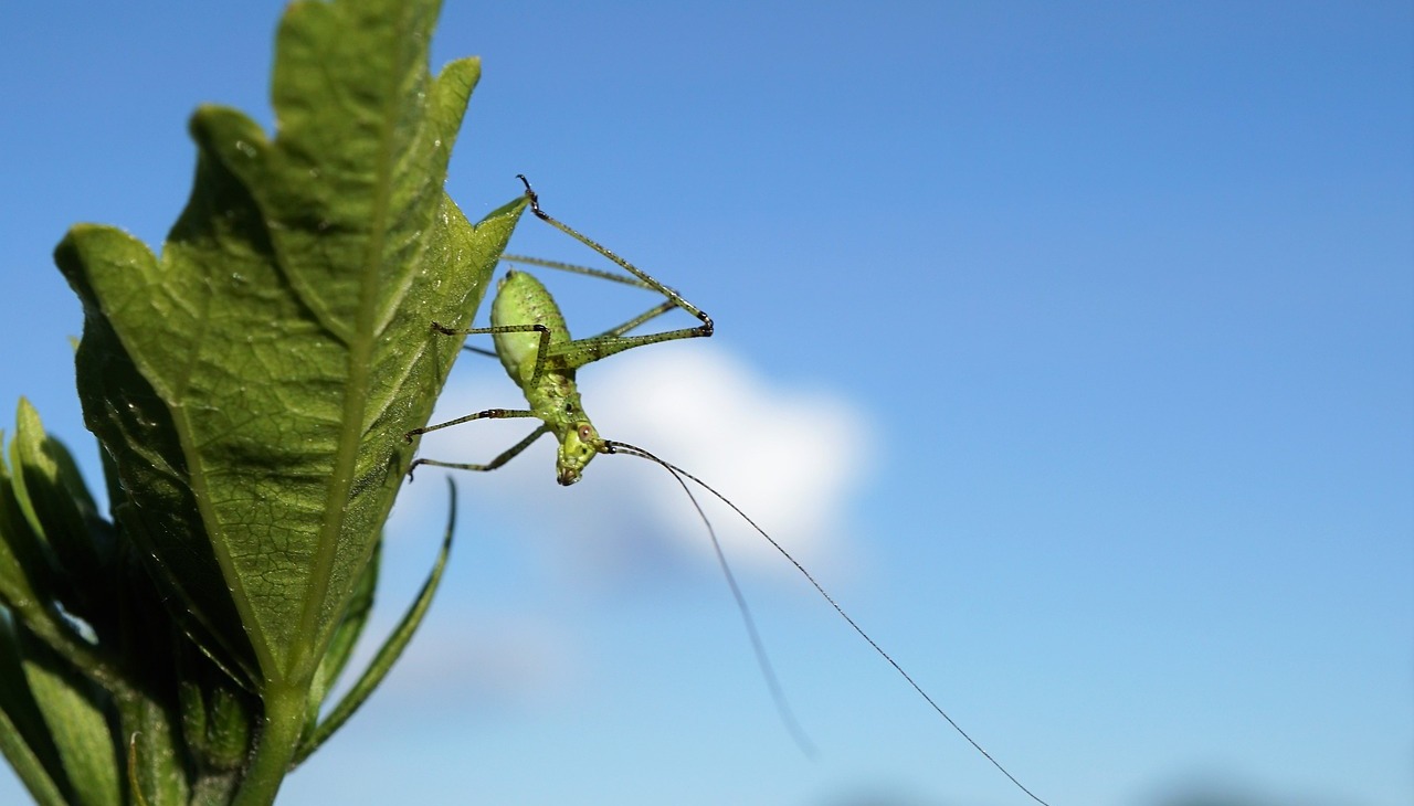 Grasshopper on a plant. Image to illustrate biodiversity.