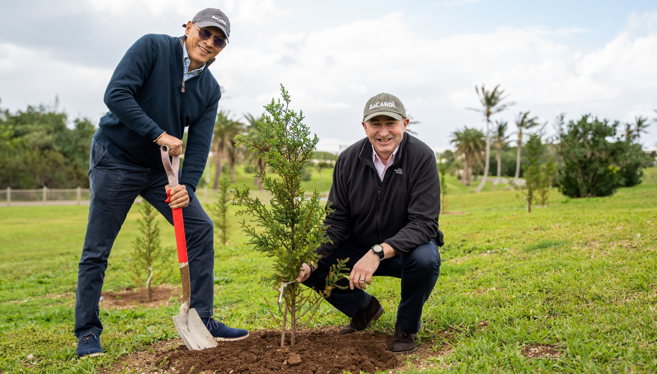 Bacardí CEO, Mahesh Madhavan, and director of Supply Chain, Dave Ingram, plant a cedar sapling in Bermuda.