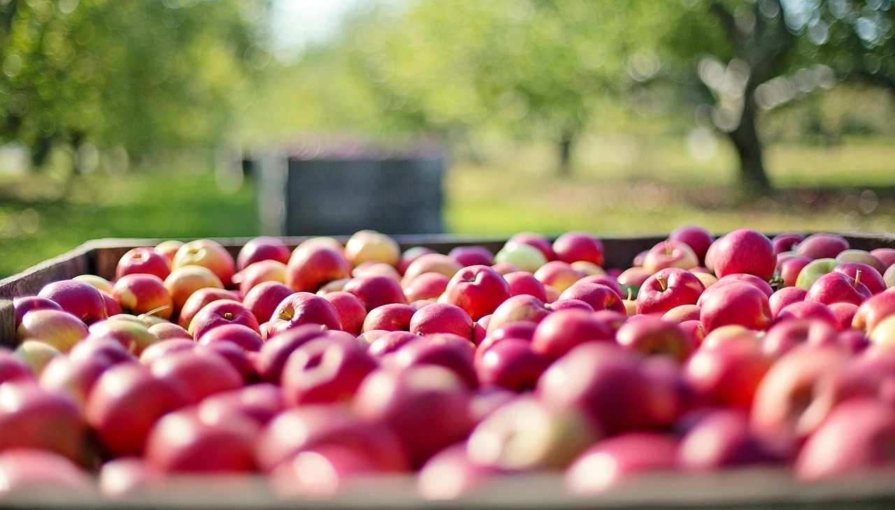 Apples' crops. 