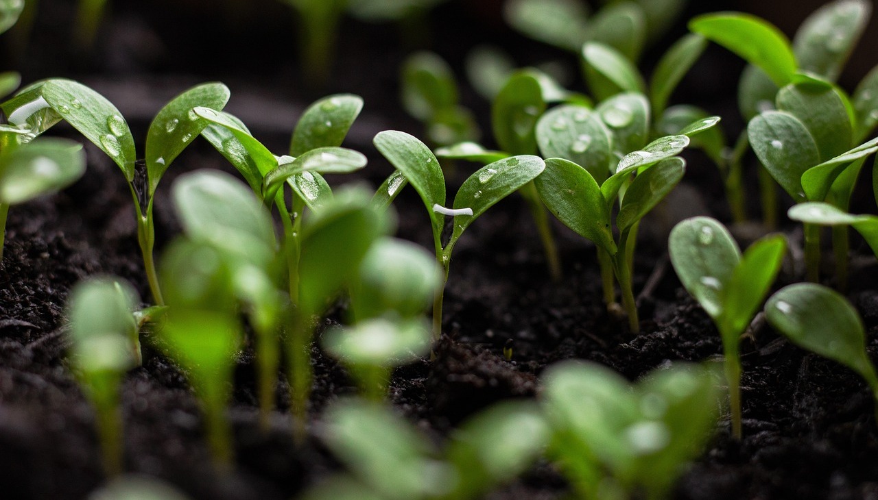 Field with seedlings. 