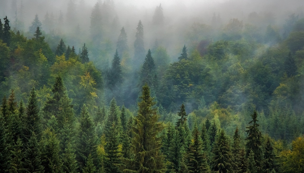 Foggy forest. 