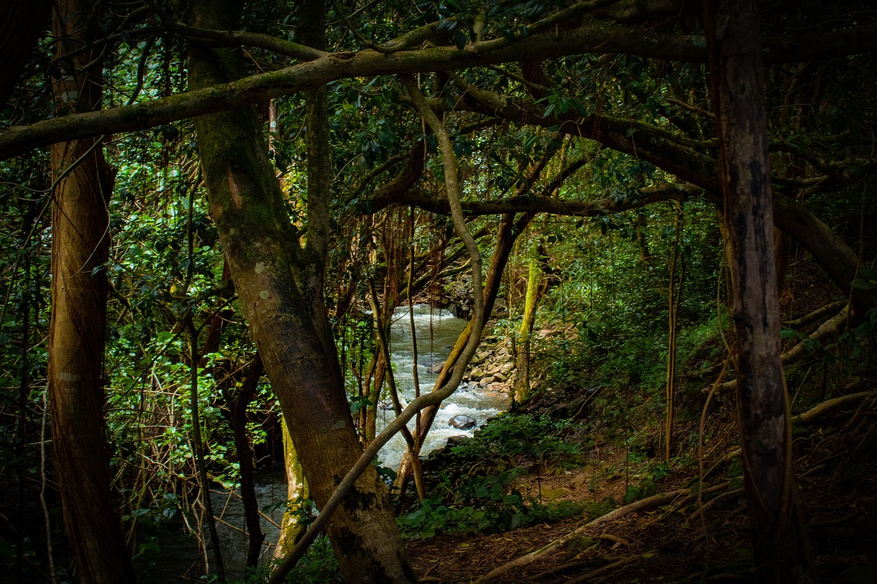 Amazonian rainforest. 