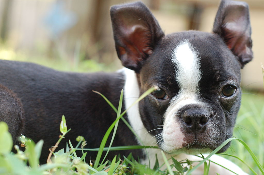 The new "Libre Law" is named after a Boston Terrier that was left for dead in Lancaster.