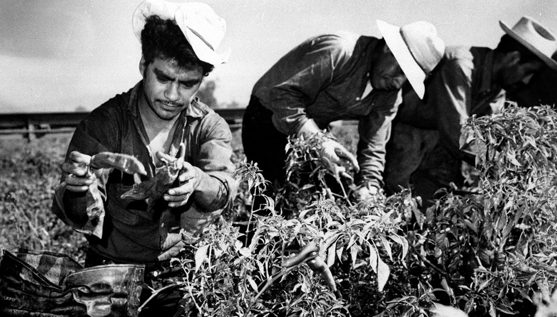 Mexican migrant workers, employed under the Bracero Program to harvest crops on Californian farms, are shown picking chili peppers in this 1964 photograph. The Bracero Program, a labor agreement between the United States and Mexico, supplied Californian farms in 1964 with 100,000 Mexican laborers. Bracero stems from the Spanish word for arm, "brazo,'' and refers to the hard manual labor. (AP Photo)