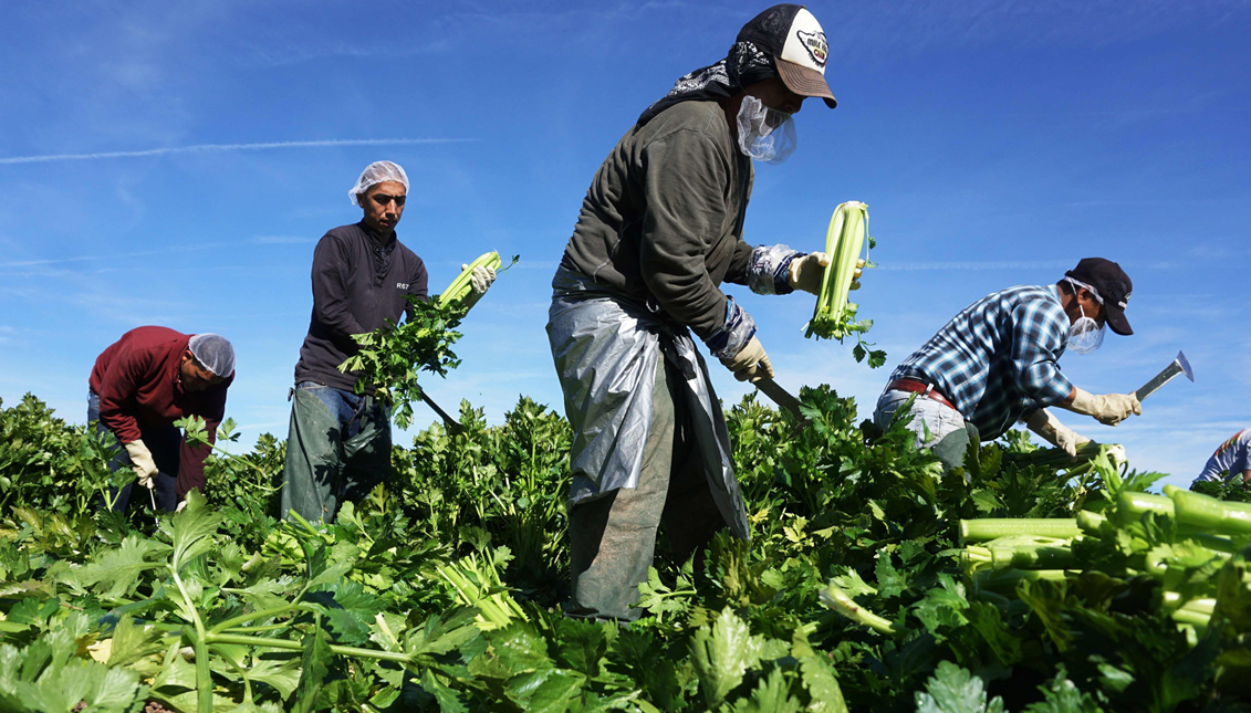 Wildfires are an added risk to farmworkers already disproportionately affected by COVID-19. Photo: Getty Images
