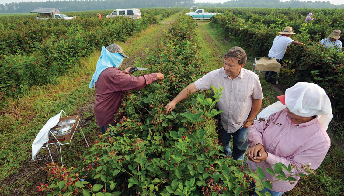 Paulk Farms & Vineyards owner Gary H. Paulk (2 d.) talks with two of his permanent workers, Mexican women Gloria (left) and Maria Luisa Mandijano (right), as they pick berries in the fields in Wray, Georgia. EFE/Erik S. Lesser