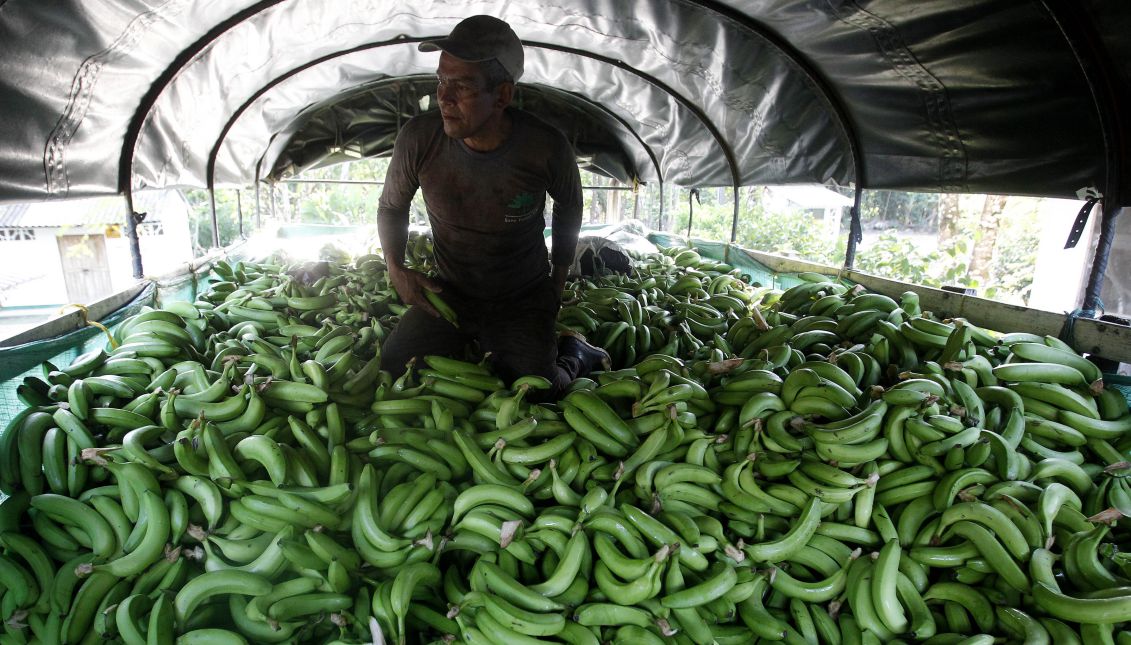 A worker at a banana farm in Apartado, Uraba, Colombia on Mar. 17, 2017. EFE/LUIS EDUARDO NORIEGA A.
