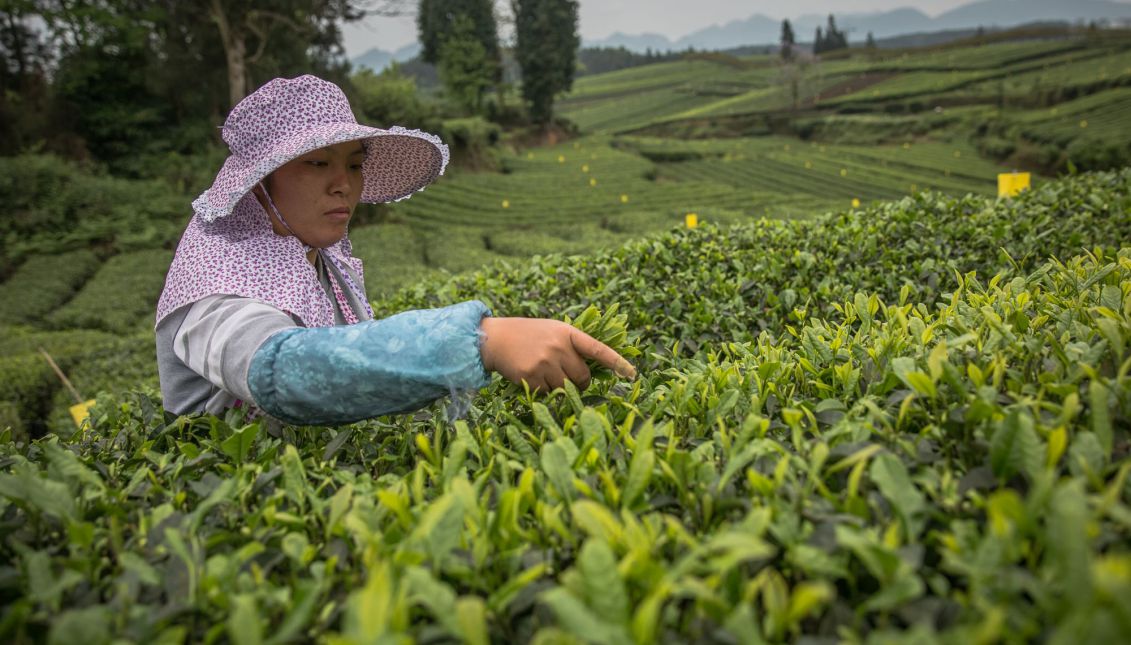 A woman harvests tea leaves at the plantation near the city of Zunyi, Guizhou province, China, 29 April 2017 (issued 01 May 2017). EPA/ROMAN PILIPEY
