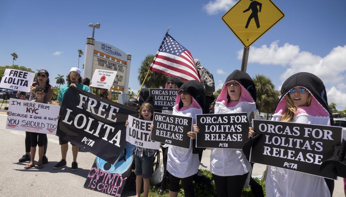 A number of young activists try on Aug. 8, 2017, to block visitors' cars from approaching Miami Seaquarium and demand freedom for the orca Lolita, which completed Tuesday her 47th year in captivity. EFE/Cristobal Herrera