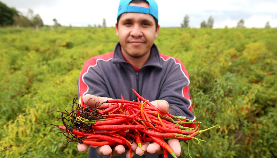 View of the chile de arbol pepper during its collection in the municipality of Yahualica, Jalisco state, Mexico, Sept. 13, 2017. EPA-EFE/Ulises Ruiz Basurto