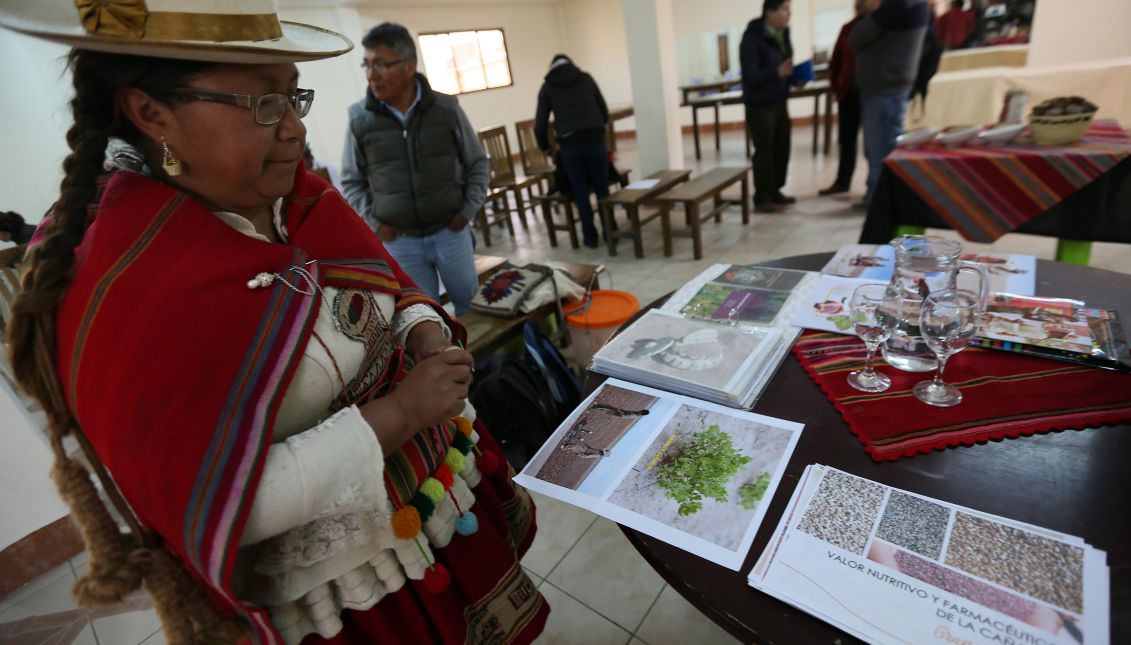 A photograph showing Trigidia Gimenez, considered the largest producer of cañahua in Bolivia, explaining the grain's benefits in the city of El Alto, Bolivia, on Sept. 14, 2017. EFE/Martin Alipaz