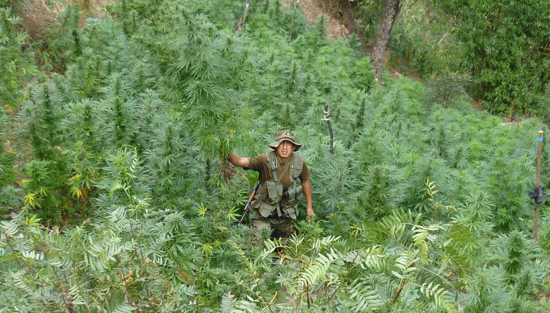 An undated handout picture provided by Peru's National Police shows an operative during an eradication of a marijuana field in the Huanuco region, Peru. EPA-EFE FILE/Policia Nacional de Perú