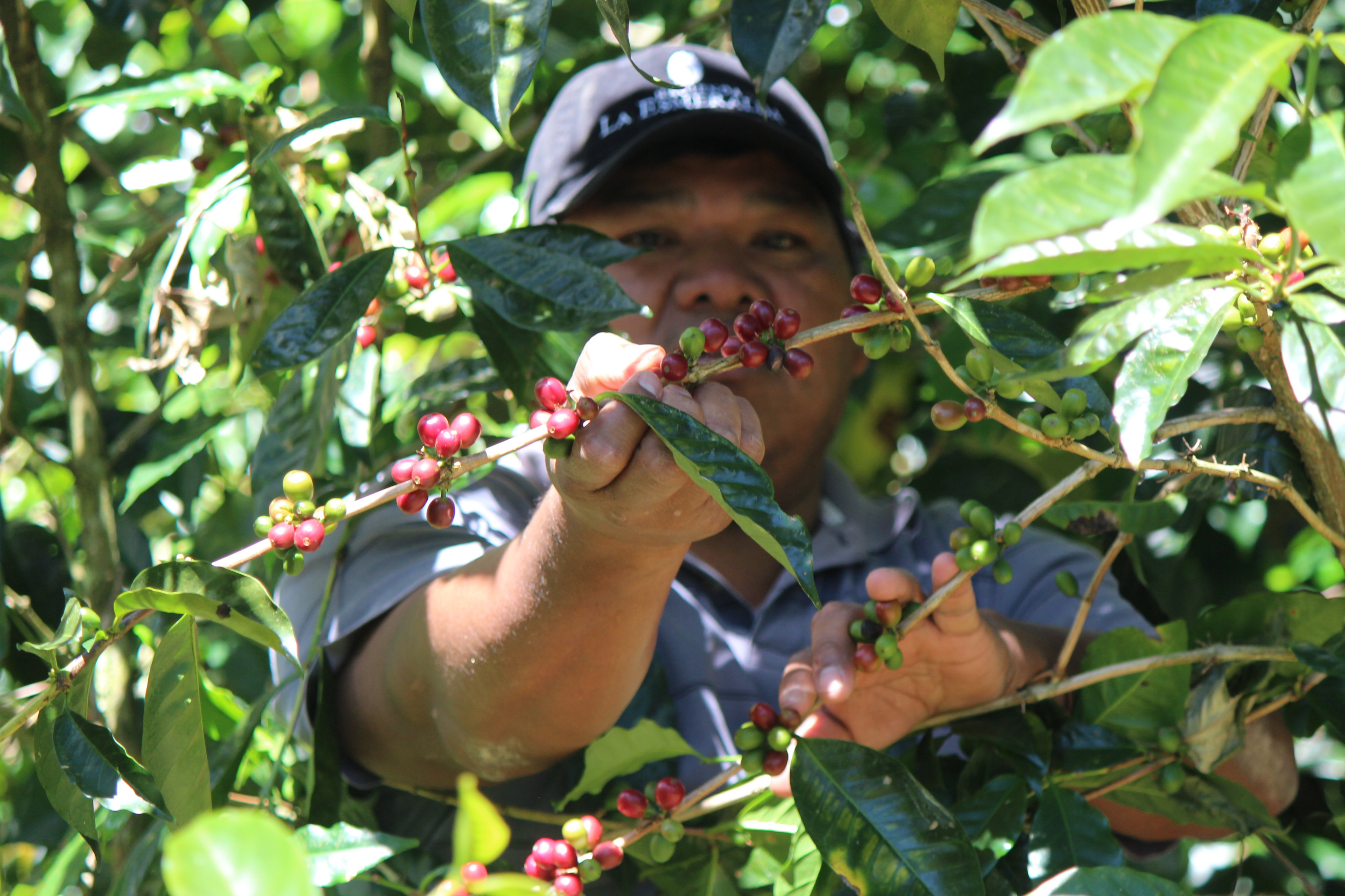 Workers on Panama's specialty coffee plantations, like these seen on Nov. 27, 2017, painstakingly care for the coffee shrub trees from the time they bloom until the harvesting of the mature coffee beans, in order to obtain the finest, highest priced coffees in the world.