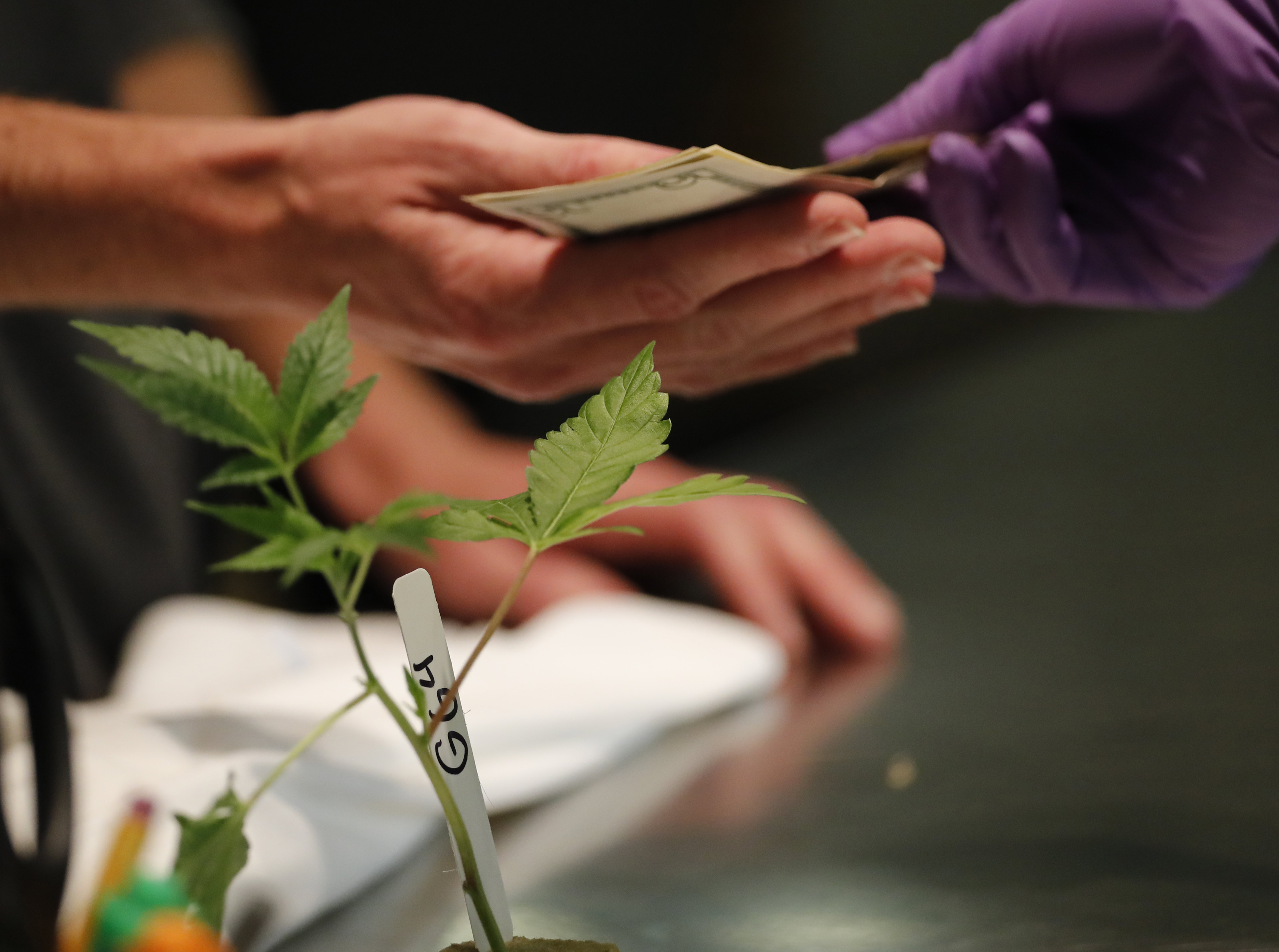 A retails clerk sells a cannabis plant to a customer at the Harborside cannabis dispensary in Oakland, California, USA, 01 January 2018. In November 2016, California voters legalized recreational marijuana for adults of 21 and older and the state was given a year to set retail market regulations.
