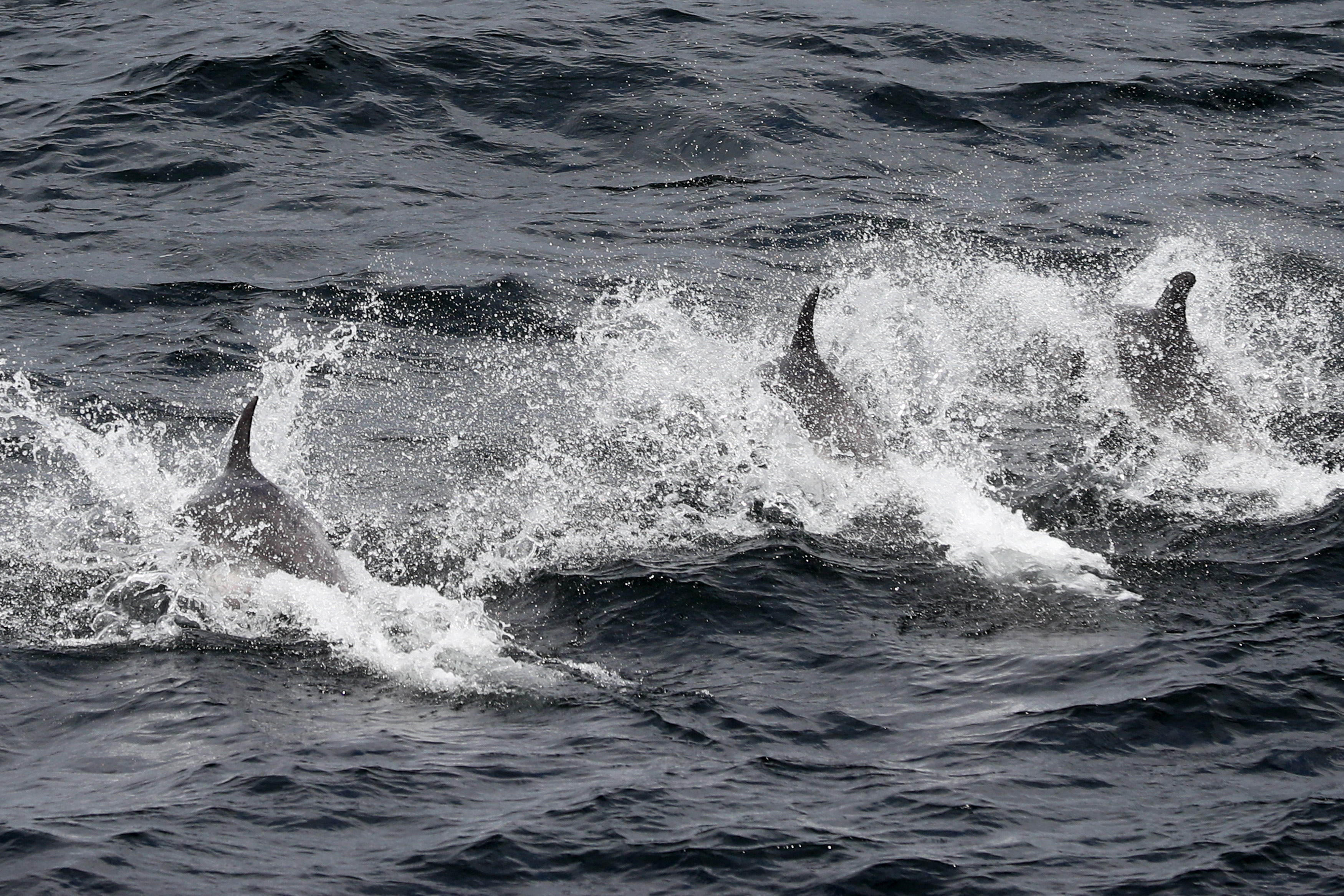 An undated photograph showing endangered tucuxi dolphins (Sotalia guianansis) swimming in Sepetiba Bay, located in Brazil's Rio de Janeiro state.
