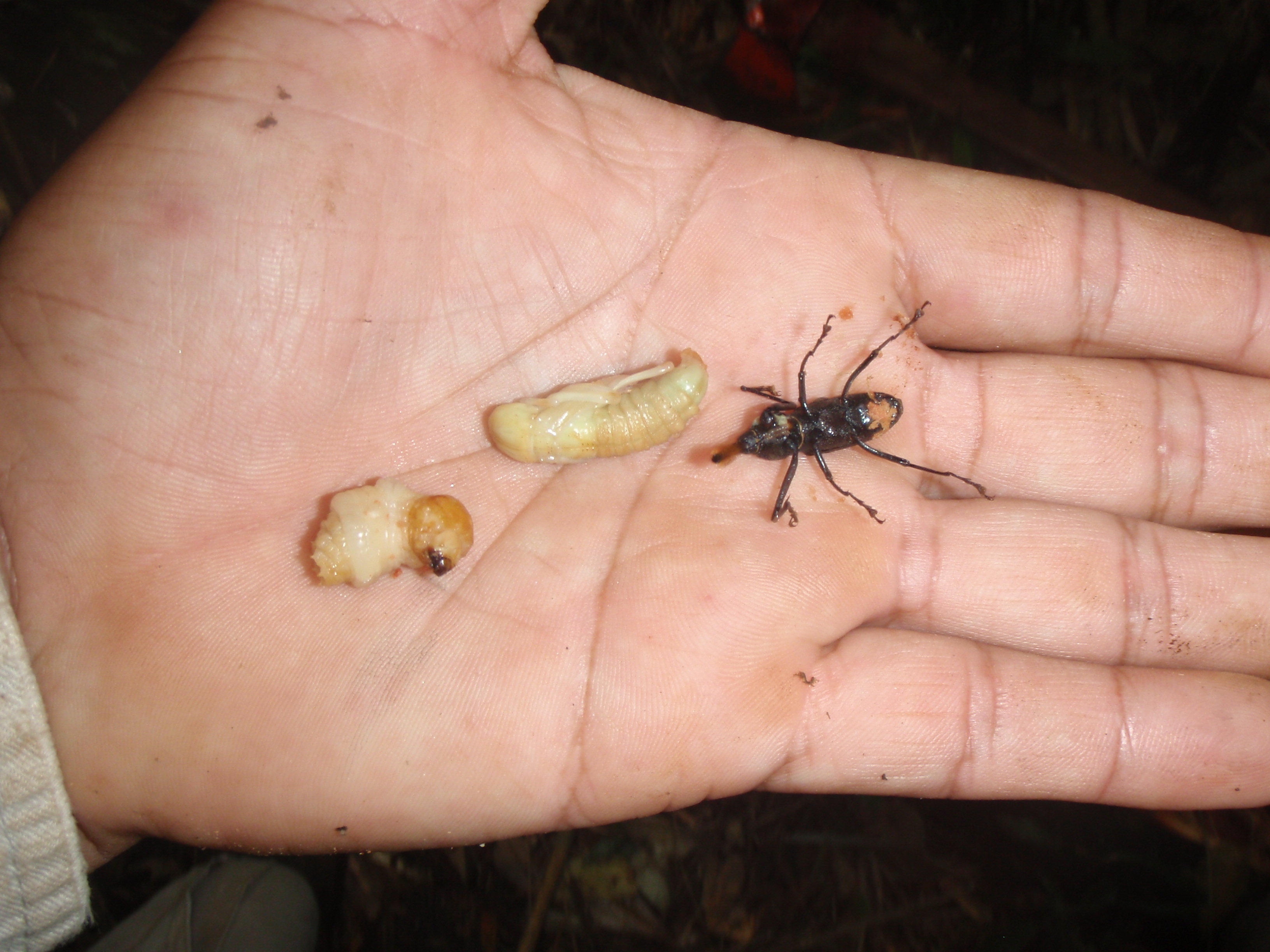 Photo provided by Argentina's Conicet national scientific research council and taken on Jan. 14, 2018, showing the cultivation of insect larvae by the Guarani Indians to supplement their diet and provide medicinal products.
