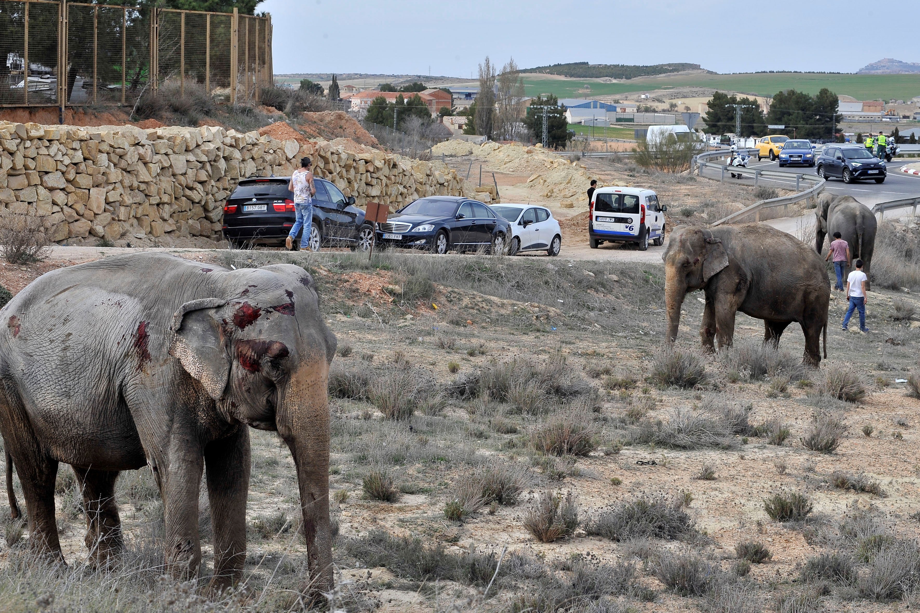 An injured elephant rests after the lorry in which the animal was traveling overturned at A-30 road in Albacete, Spain, Apr. 2,l 2018. EPA-EFE/MANU
