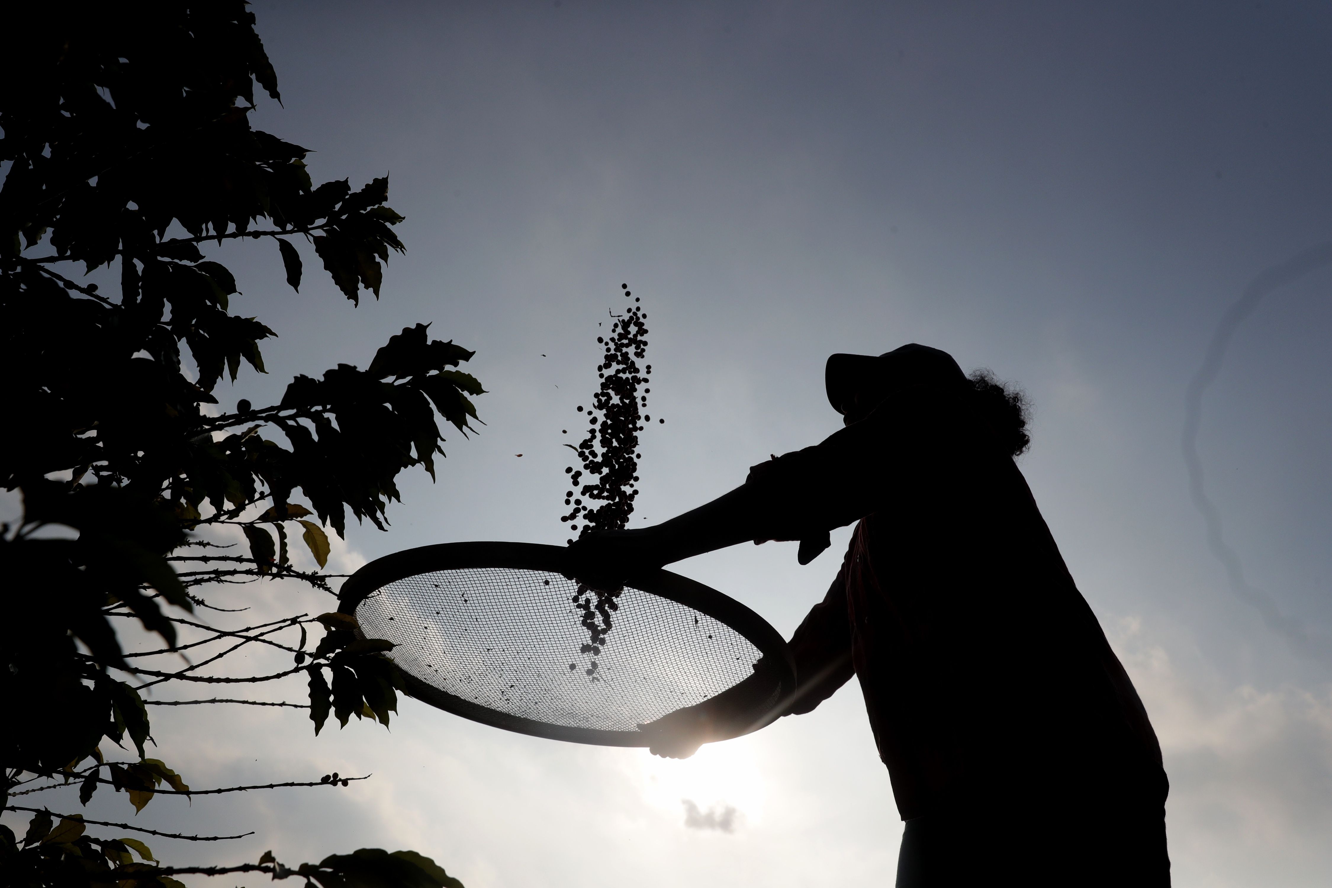 Photograph provided May 24, 2018 showing a woman percolating coffee beans in Sao Paulo, Brazil, May 23, 2018. EPA-EFE/Fernando Bizerra Jr.
