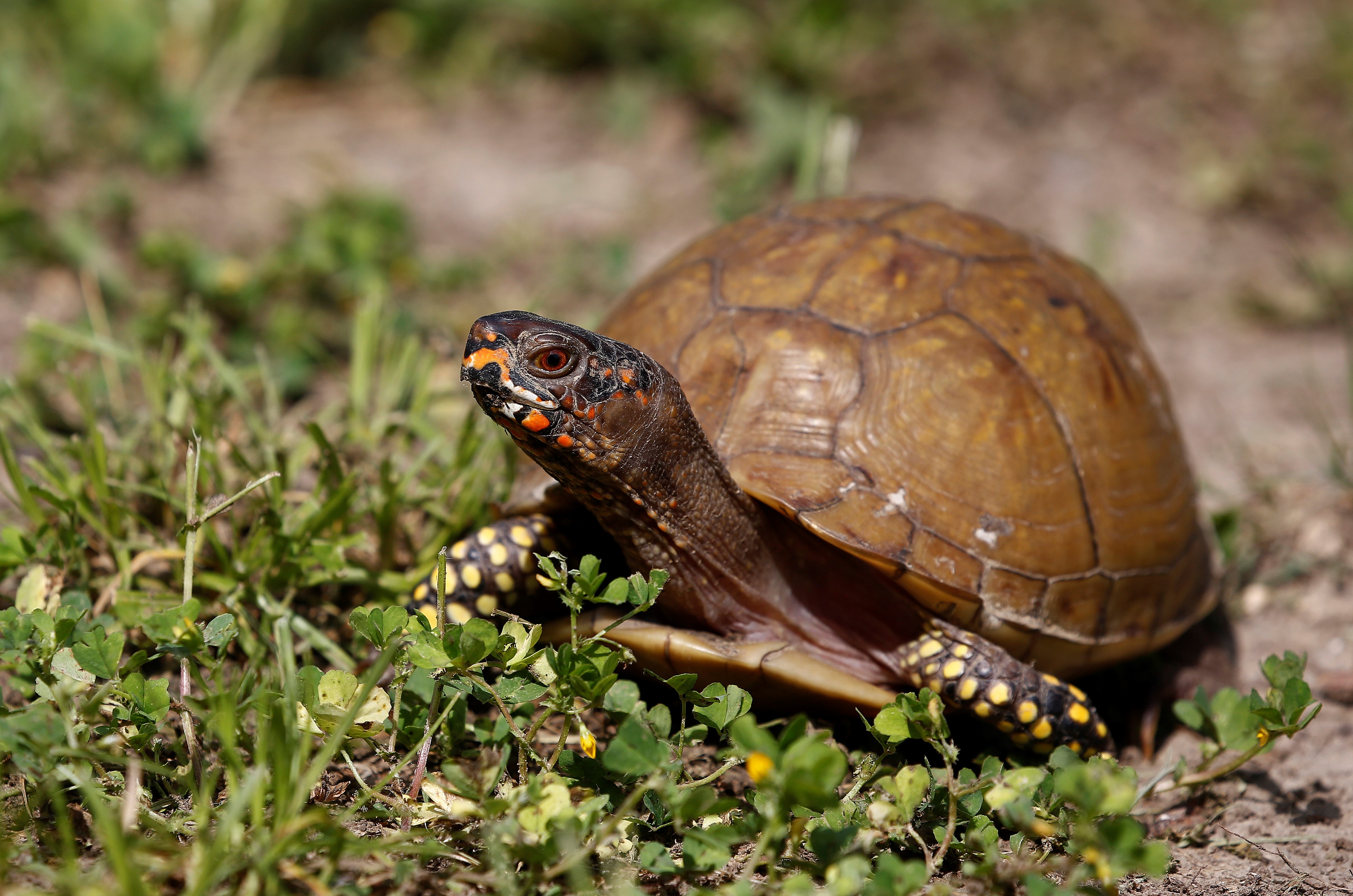 A box turtle makes its way across the ground in the country near Commerce, Texas, USA, May 8, 2018. EPA-EFE/FILE/LARRY W. SMITH
