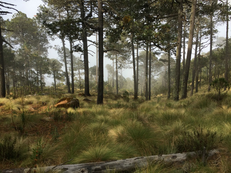 File photograph showing a forest in Perote, Mexico, May 8, 2018. EPA-EFE File/STR
