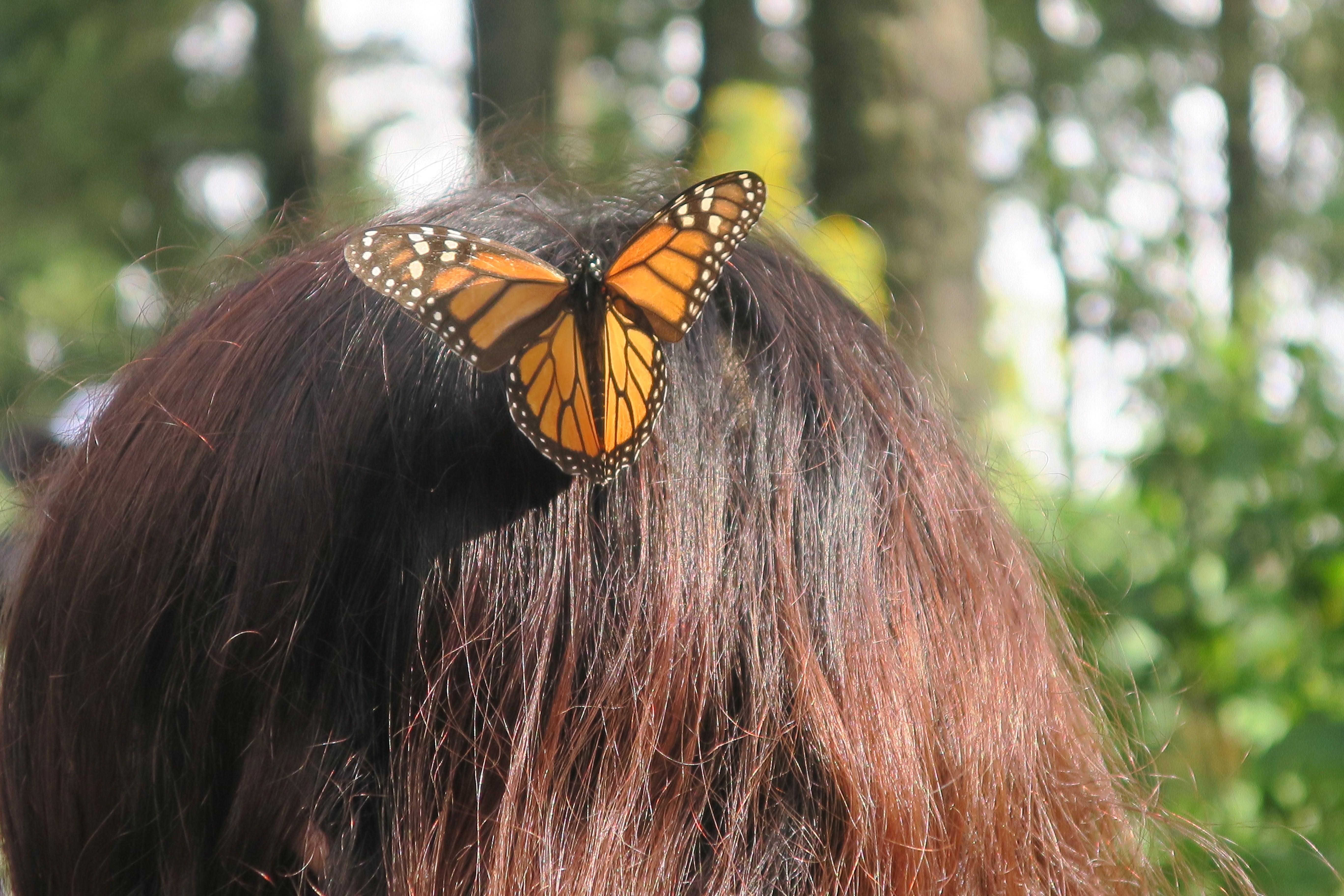 MICHOACAN (MEXICO). Courtesy photograph of the World Wildlife Fund (WWF) and taken on Nov. 25, 2018. Fleeing the frosts of Canada and the United States, monarch butterflies each year travel 4,200 km (some 2,600 mi.) to reach the forests of Mexico, pollinating millions of flowers along the way. EPA/EFE/Enrique Corte/WWF
