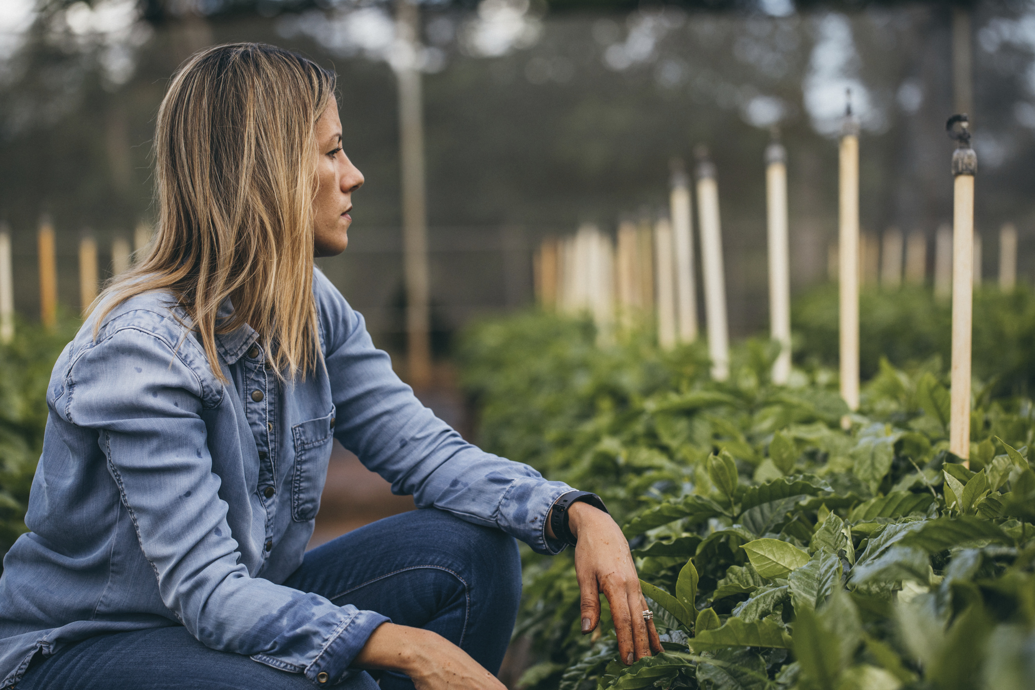 Erica Reyes, of Hacienda Moralka, believes that the destruction caused by Hurricane Maria also provides Puerto Rico's coffee industry with the opportunity to start again. 