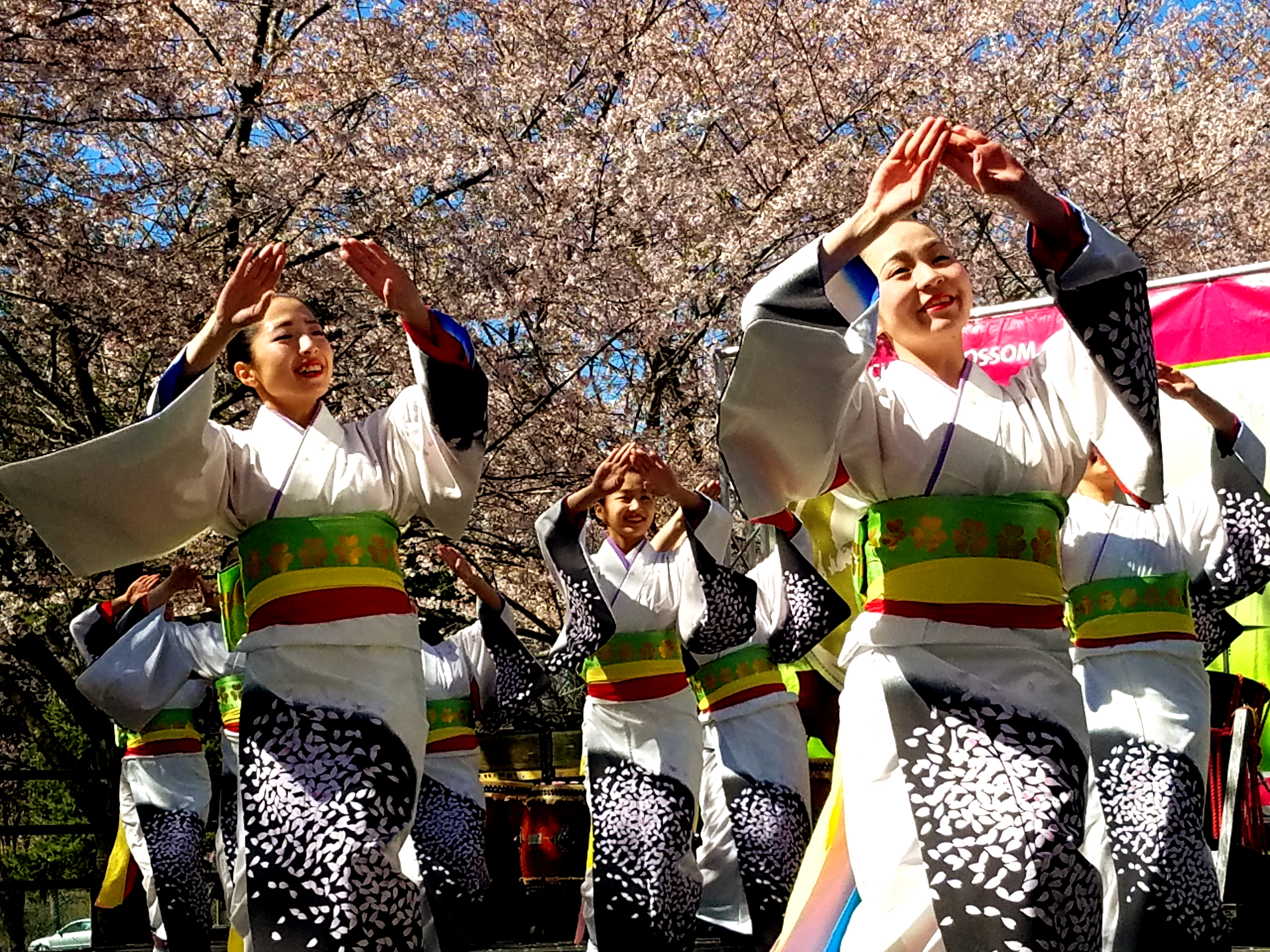 The Tamagawa Dance and Drum Troupe perform at the 20th annual Cherry Blossom Festival.  Photo: Peter Fitzpatrick/AL DIA News