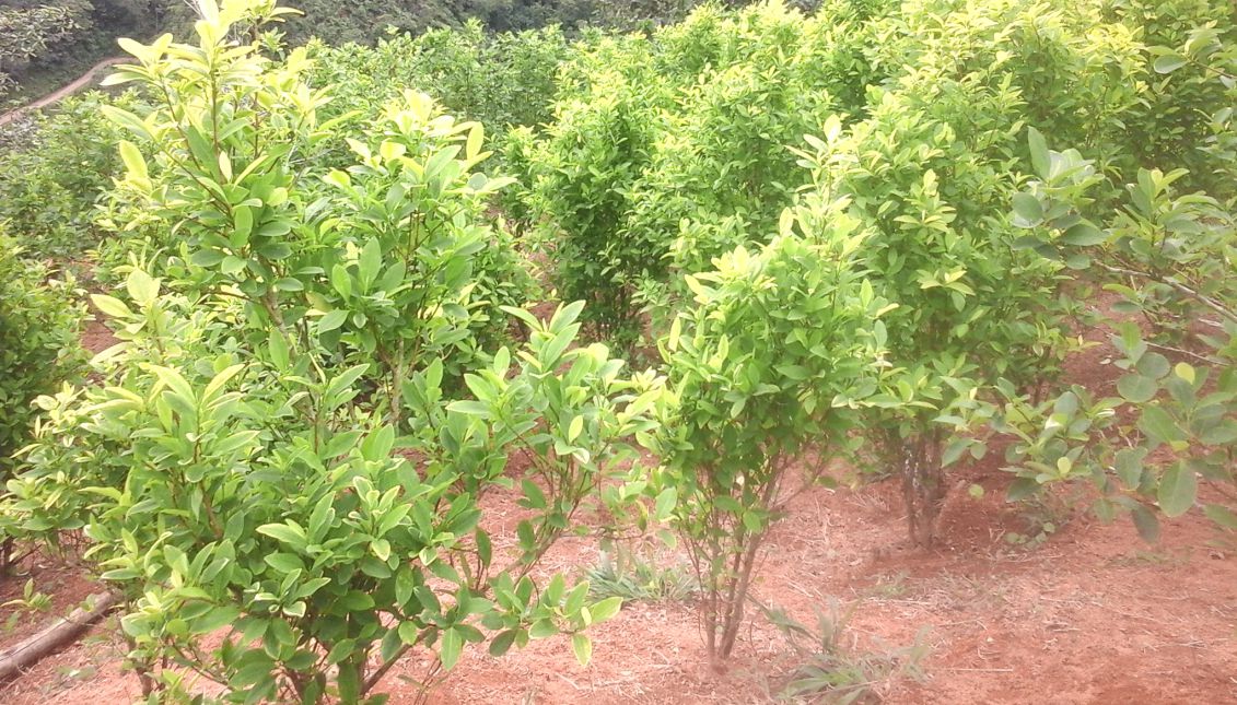 A cocaine plantation in Colombia. Source: Wikimedia
