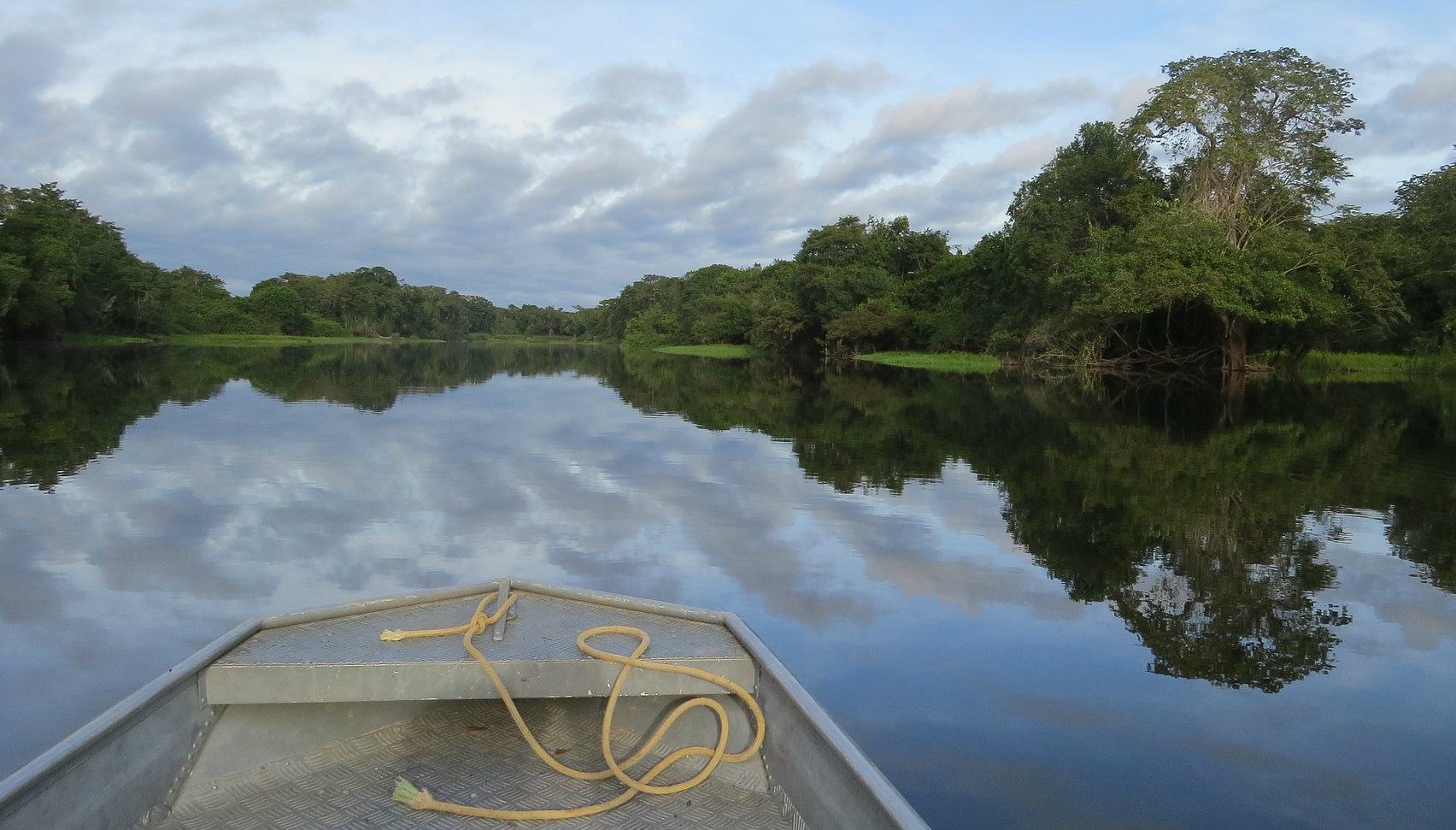 La planta crece en la zona del Amazonas. Foto: Deltreehd
