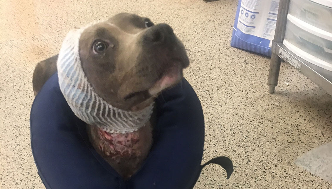 A female dog, nicknamed "Brownie," was found with open wounds and covered in maggots. (PSPCA)
