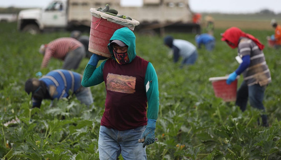 Farmworkers harvest zucchini on the Sam Accursio & Son's Farm in Florida City, Florida. Joe Raedle/Getty Images