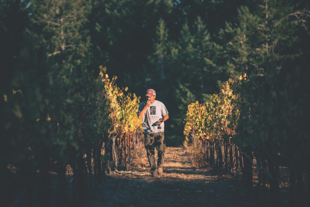  JW Reynoso en el viñedo de Sonoma. Foto Charles Gulling