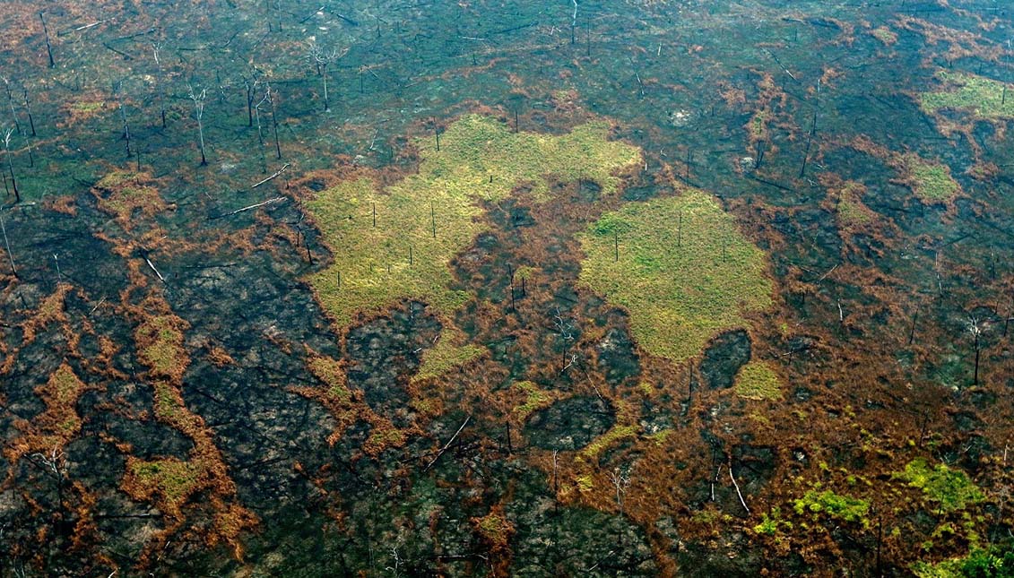 The deforestation of the Amazon and the extinction of numerous species of animals and plants, two of the hot topics in science in 2019. Via El Intransigente.