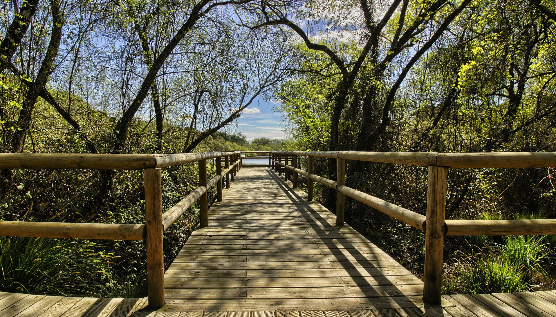 Doñana es uno de los parques nacionales más bellos de España. Foto: Alfcermed