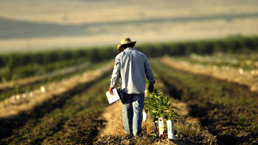 Photo: A farm worker is pictured in a field in Arvin, southeast of Bakersfield, California. David McNew/Getty Images