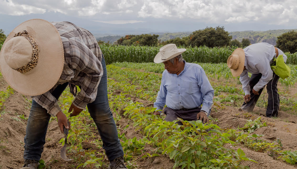 Farm workers have worked throughout the pandemic with little to no assistance.  Photo: Deposit Photo