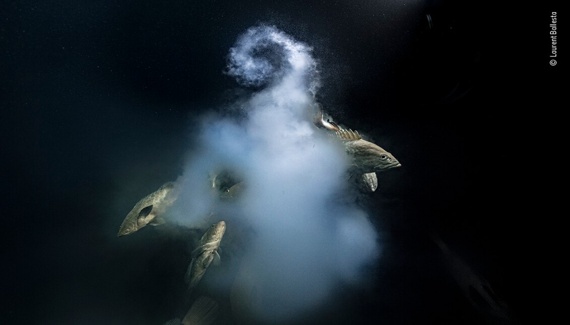 Foto ganadora en los WPY 2021