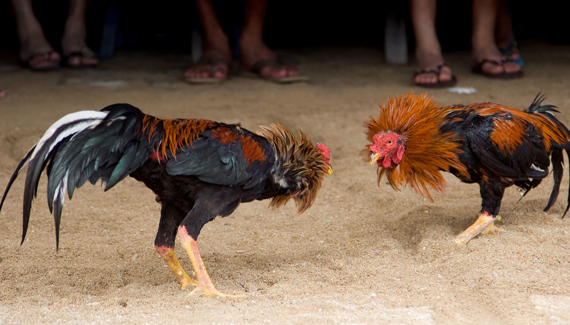 Cockfighting is legal in most of Latin America. Via Xakata Mexico.